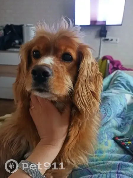 Пропал собака, улица Пушкина, 73, Междуреченск - кастрирован, дружелюбен, но пуглив - photo