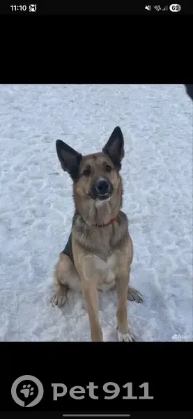 Пропала собака, 2-й Железнодорожный переулок, Монино - белое пятнышко на носике - photo