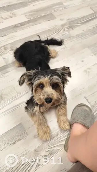 Пропал йорк, черный с опалом, Раменский - photo