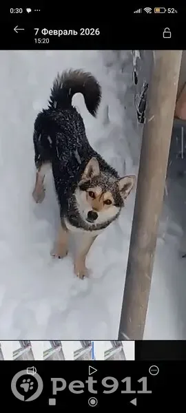 Пропал собака, улица Урицкого, 13, Первомайск - смесь лайки и беспородной - photo