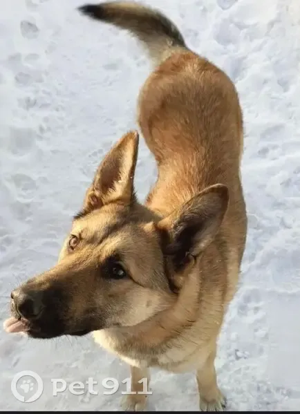 Пропал собака, мужской, Боковая улица, 42, Мыски - photo