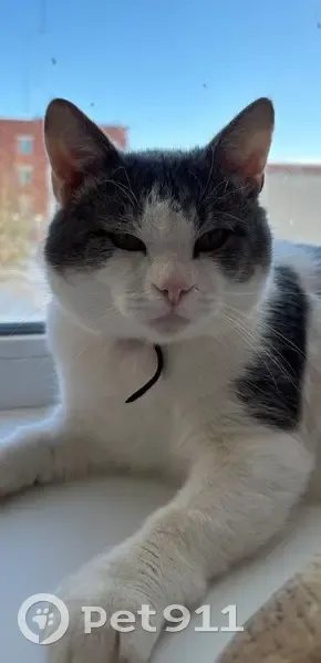 Пропал кот, улица Кубяка, 9 к1, Калуга - бело-серый с красным ошейником - photo