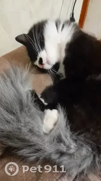 Пропал кот, Революционная улица, 20, Ростов-на-Дону - черно-белый окрас - photo