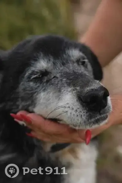 Пропала собака, улица Молокова, Красноярск - черный с сединой, в ошейнике - photo