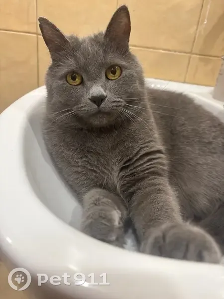 Пропал кот, улица Грибоедова, 7, Сочи - серый кастрированный, с шрамами на ушах - photo