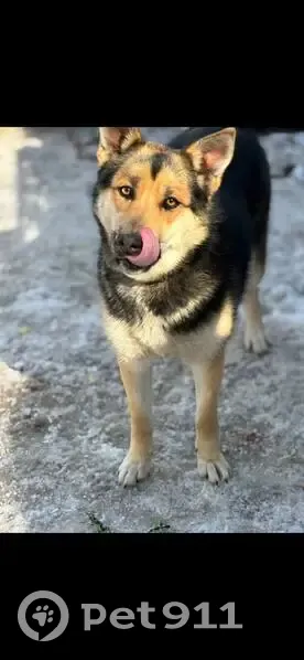 Пропала собака, женский пол, Луговая улица, 22, Казань - photo