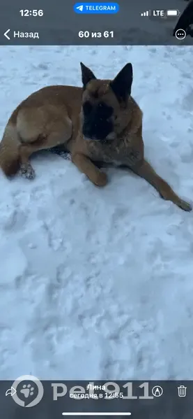 Найден собака, Леволинейная улица, 41, Быково - умный и послушный кобель - photo