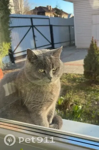 Пропала кошка, улица Фонвизина, 20, Йошкар-Ола - photo