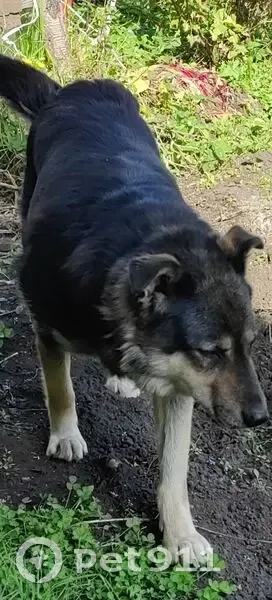 Пропала собака, Садовая улица, 12, Солонцы - крупная овчарка по кличке Герда - photo