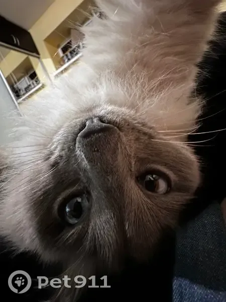 Пропал кот, Енотаевская улица, 93, Волгоград - на самовыгуле - photo