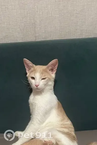 Пропал кот, Даурская улица, 10, Казань - очень ласковый и игривый - photo