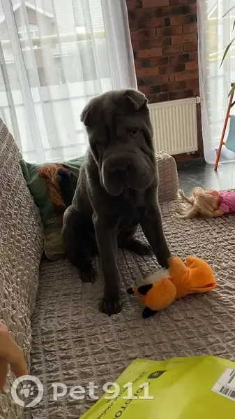 Пропала собака, Пугачёвская улица, 21 к2, Казань - девочка голубого окраса по кличке Лекса - photo