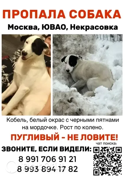 Пропала собака, улица Маресьева, Москва - щенок 10 месяцев, белый окрас с черными пятнами - photo