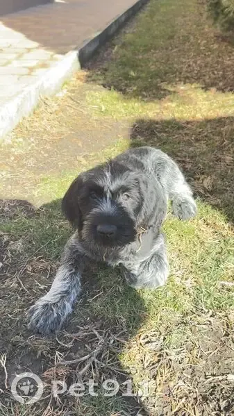 Пропала собака, район ул. Чапаева-Крупской, Изобильный - photo