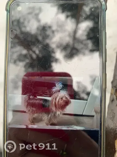 Пропал собака, улица Олеко Дундича, 2, Воронеж - был одет в бежевый свитер - photo