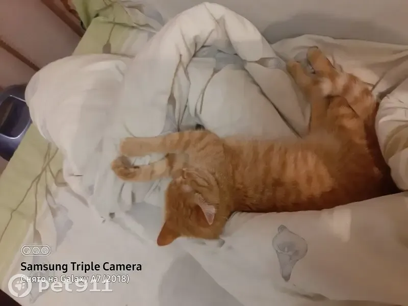 Пропала кошка, Речная улица, 5, Стерлитамак - рыжая, откликается на Левку - photo