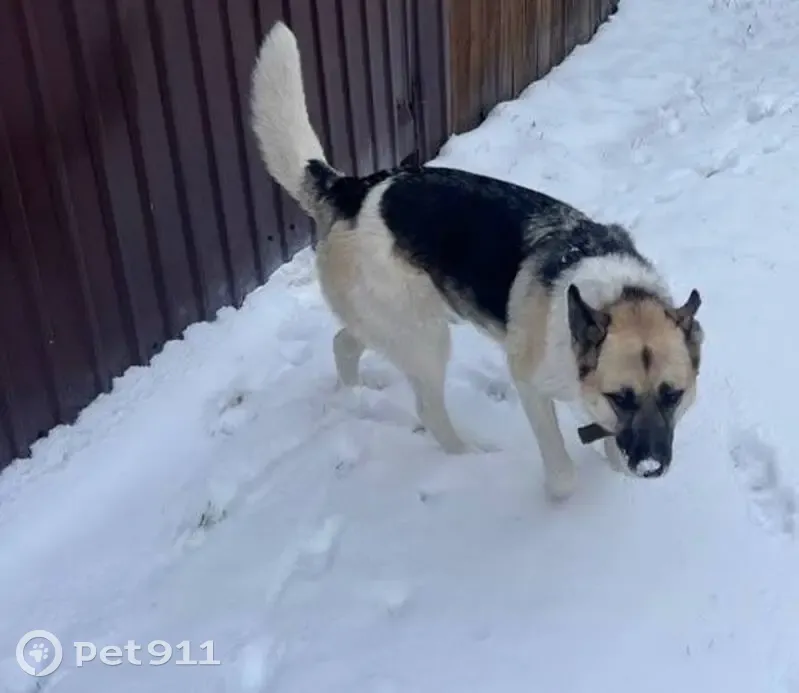 Пропала собака Девочка, Баклашинское (rl1150292) - photo