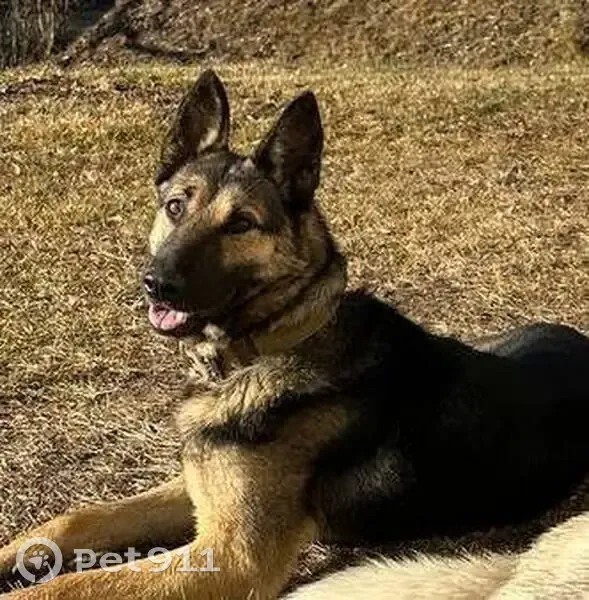 Найдена собака, Баклашинское сельское поселение, Иркутская область - очень добрая девочка - photo
