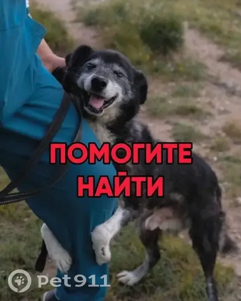 Пропала собака, Красноярск, Красноярский край - старичок с серым поводком - photo