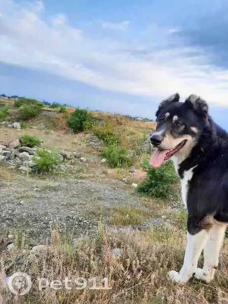 Пропал собака, улица Борукаева, 79, Беслан - чёрный с белой грудью - photo