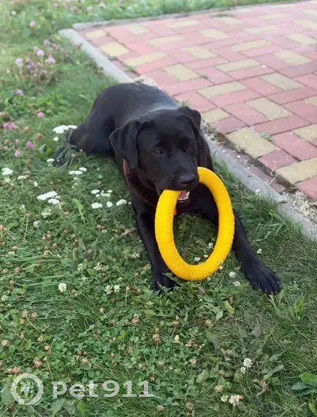 Пропала собака, проспект Победы, 14А, Казань - лабрадор чёрного окраса - photo