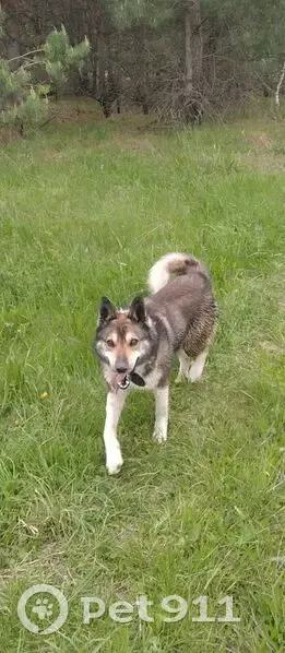Пропал собака, Рождествено, Тульская область - серый с белым, похож на лайку - photo