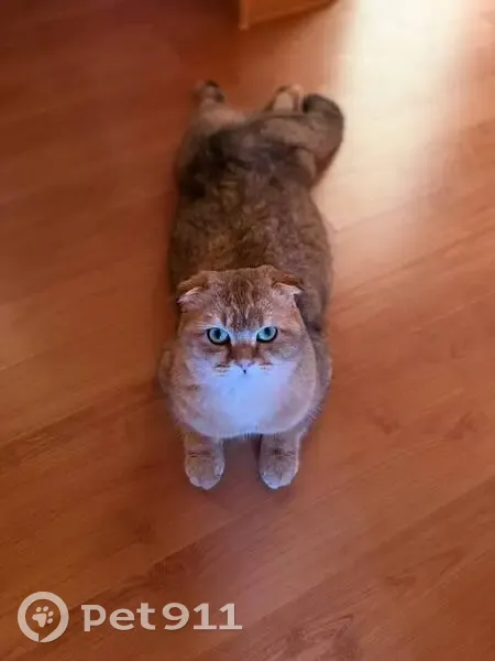 Пропал кот, Полевая улица, 9, Светлый Яр - британец, окрас золотая шиншилла - photo