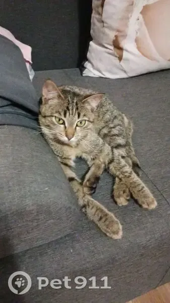 Пропал кот, бульвар Ураева, 10, Йошкар-Ола - photo