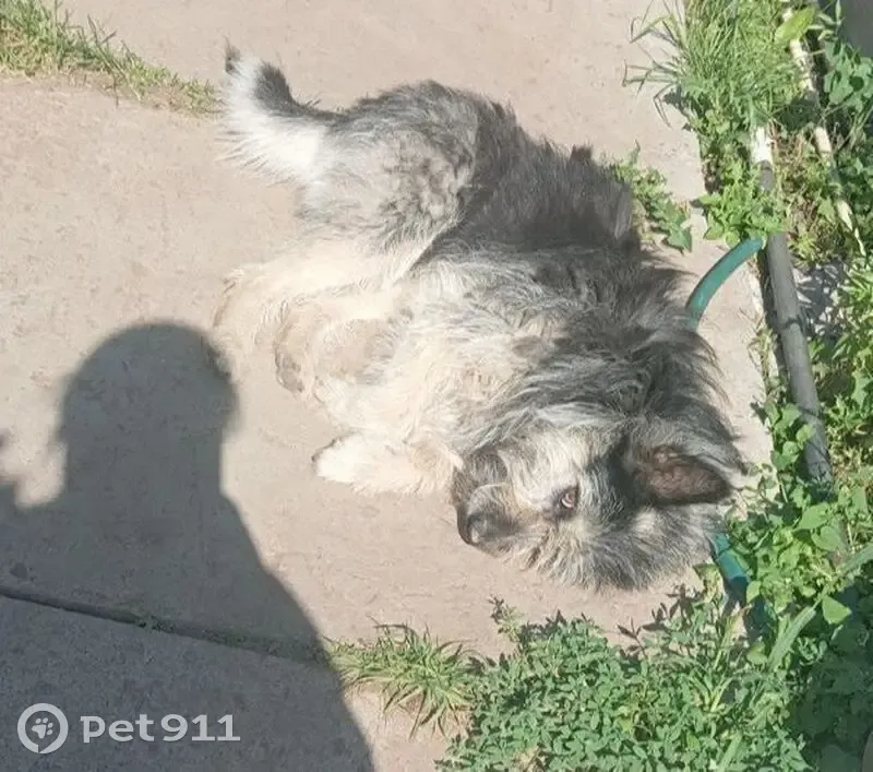 Пропал собака, улица Кима, Оренбург - чёрный с серым подпалом, в ярко-красном ошейнике - photo