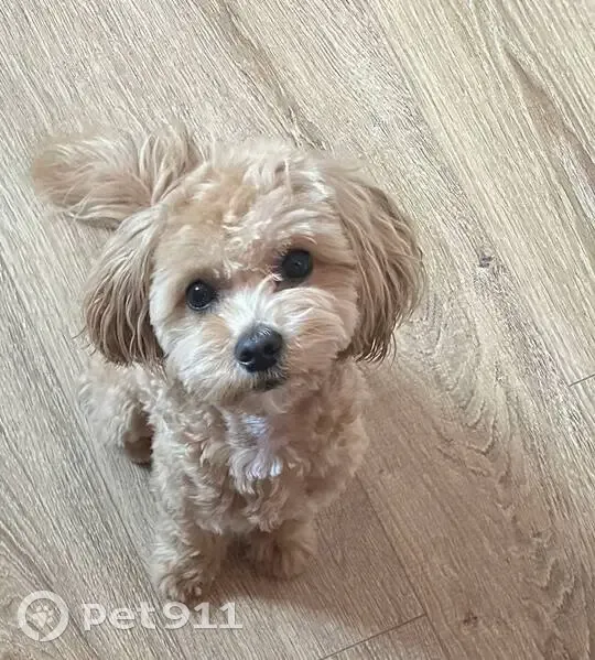 Пропал собака, мужской, улица Федосеенко, 16, Санкт-Петербург - белое пятно на шее - photo