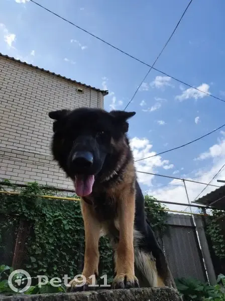 Пропала собака, Ландышевая улица, 27, Ставрополь - немецкая овчарка, 5 лет - photo