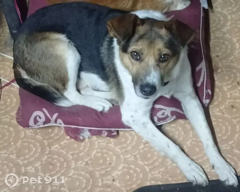 Пропала собака, Вязьма, Смоленская область - трёхцветный с белым хвостом и в ошейнике - photo