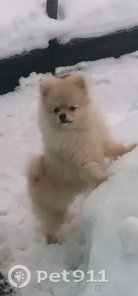 Пропала собака, Авиационная улица, 19, городской округ Липецк - бежевая, Липецк - photo