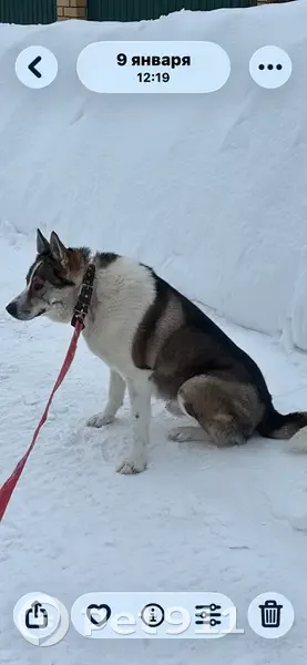 Пропал собака, мужской, Центральная улица, 1, Ерепеты, Полазна - лайка, серо-белый окрас - photo