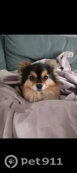 Пропала собака мужской, Цибино, Московская область - трёхцветный окрас - photo