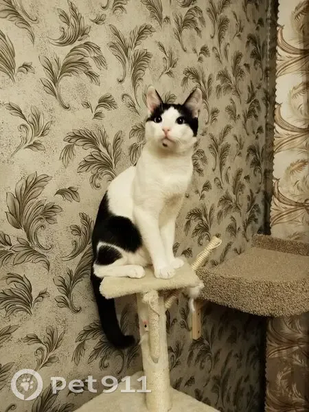 Пропал кот, улица Шевченко, 139, Таганрог - черно-белый с пятнышком на подбородке - photo