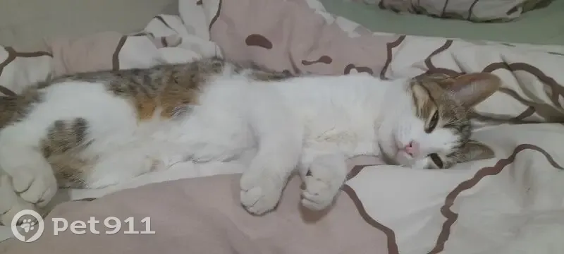 Пропала кошка, улица Тургенева, 11, Майкоп - photo