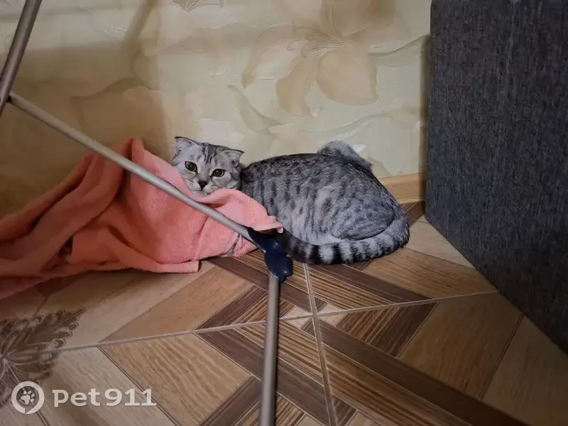 Пропал кот, переулок Георгия Окунева, 1, Беслан - серый ошейник от блох - photo