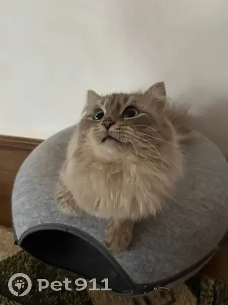 Пропал кот, Торфяная улица, 18, Нижний Новгород - пушистый светло-серый с голубыми глазами - photo