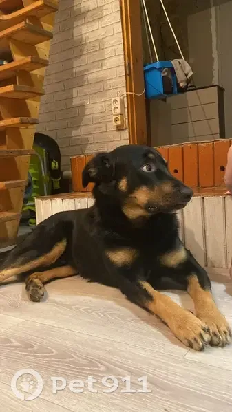 Пропал собака, улица Победы, 76, Великий Устюг - хвост крючком - photo