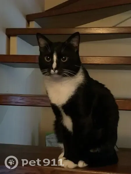 Пропал кот, Брусничное шоссе, Выборг - чёрный с белыми пятнами - photo