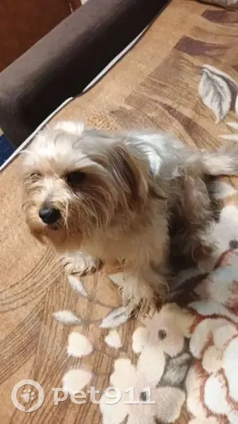 Пропала собака, улица 30 лет Победы, городской округ Сургут - кудрявая - photo