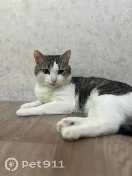 Пропал кот, Моховой переулок, 4, Кинель - выходил на улицу в туалет - photo