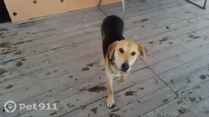 Пропала собака, мужской, 6, Ларинская, Ларинская - русская гончая, прихрамывает - photo