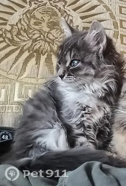 Пропала кошка, улица Клавы Панчищиной, 76, Волгоград - серая пушистая, бельмо на левом глазу - photo