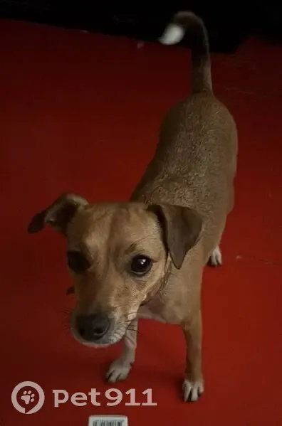 Пропала собака, Медногорская улица, 26, Ростов-на-Дону - рыжая с белыми лапками - photo