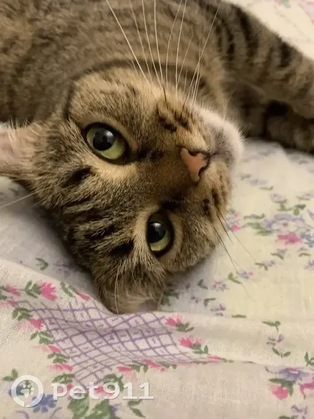 Пропала кошка, 42/21А, Набережные Челны - серая, ласковая - photo