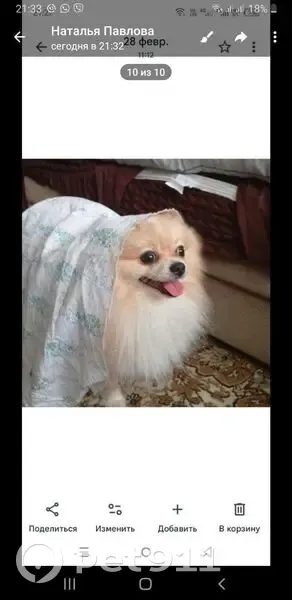 Пропал собака, Владимир, Владимирская область - photo