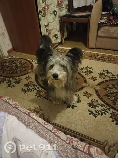 Пропал собака, мужской, Новозыбков, Брянская область - был без поводка - photo