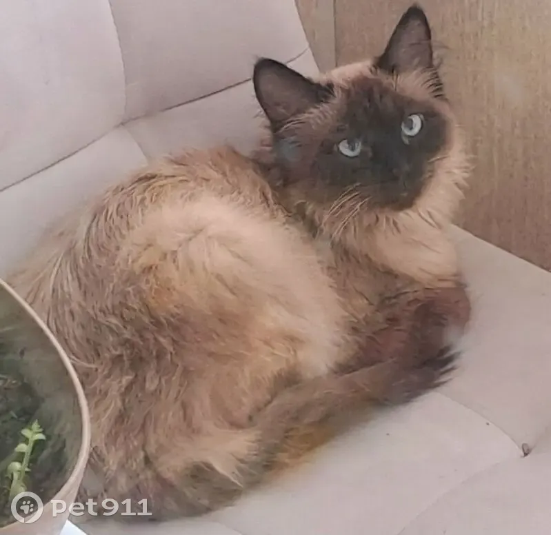 Пропала кошка, Архангельская улица, 52, Череповец - отзывается на кличку Мису - photo